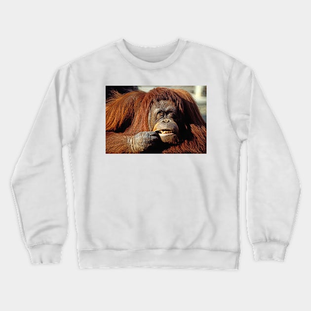 Orangutan Crewneck Sweatshirt by photogarry